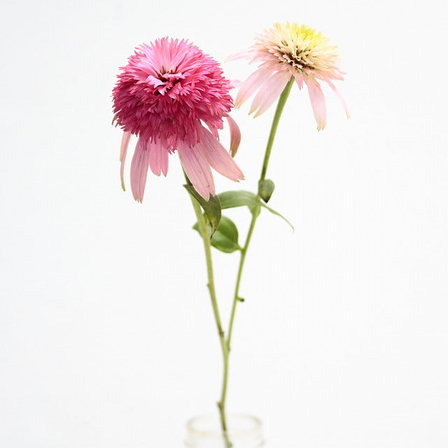 新入荷!! Echinacea Guava Ice (40-55cm)