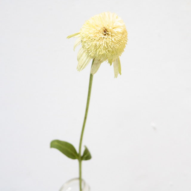新入荷!! Echinacea White Ball View (65-70cm)