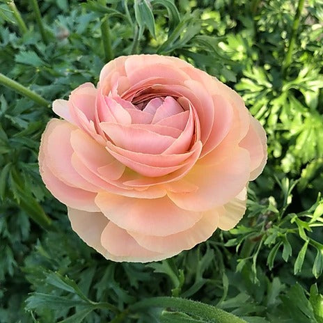 Ranunculus Emi (SELECT)