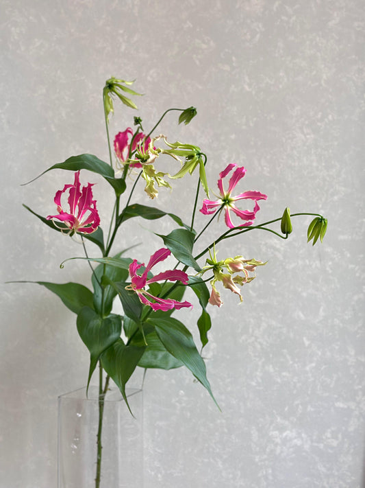 Gloriosa Pink
