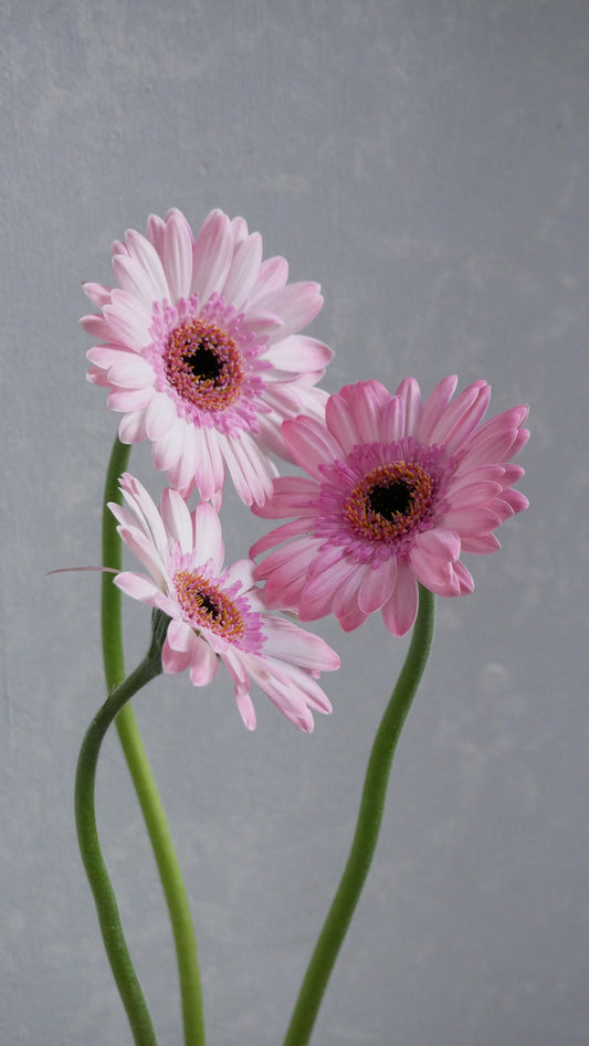 Gerbera Maldini