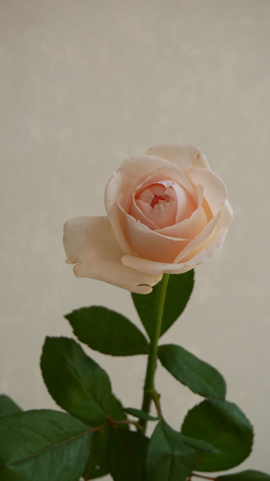強香!! Lady Chapel (50-60cm)
