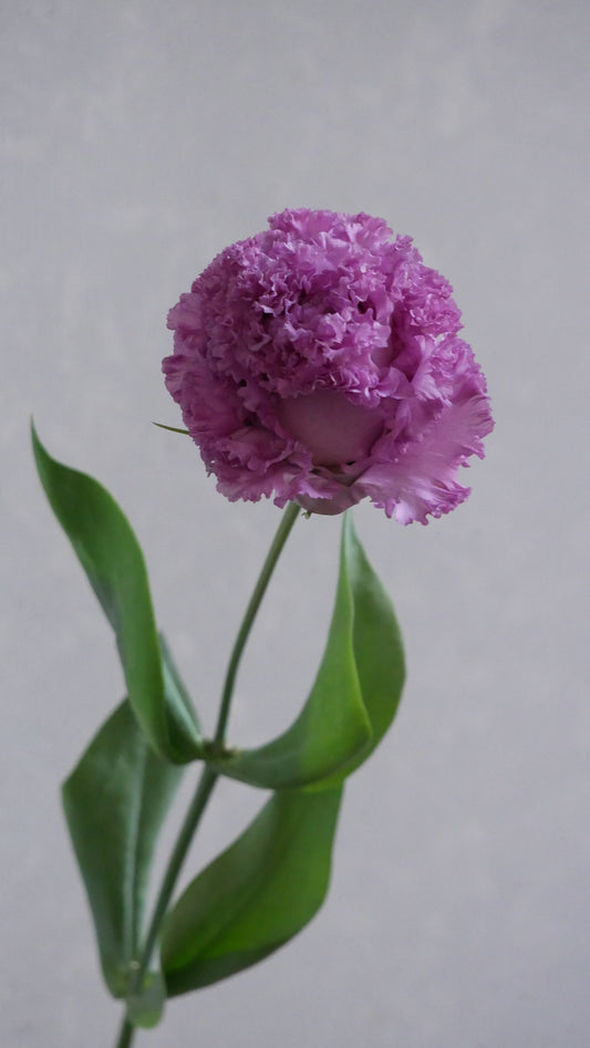 Eustoma NF Summer Grape (1F)