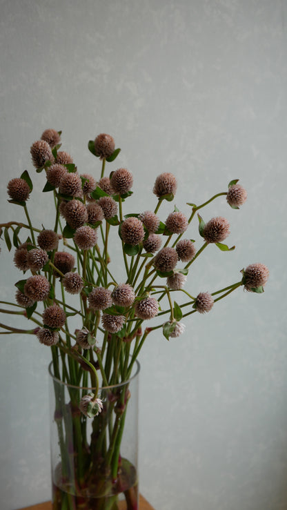 Gomphrena globosa (Tinted Chocolat)