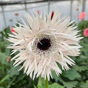 Gerbera Garden Ghost (30cm)