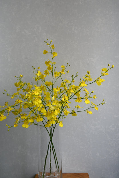 Oncidium Yellow Angel (70cm)