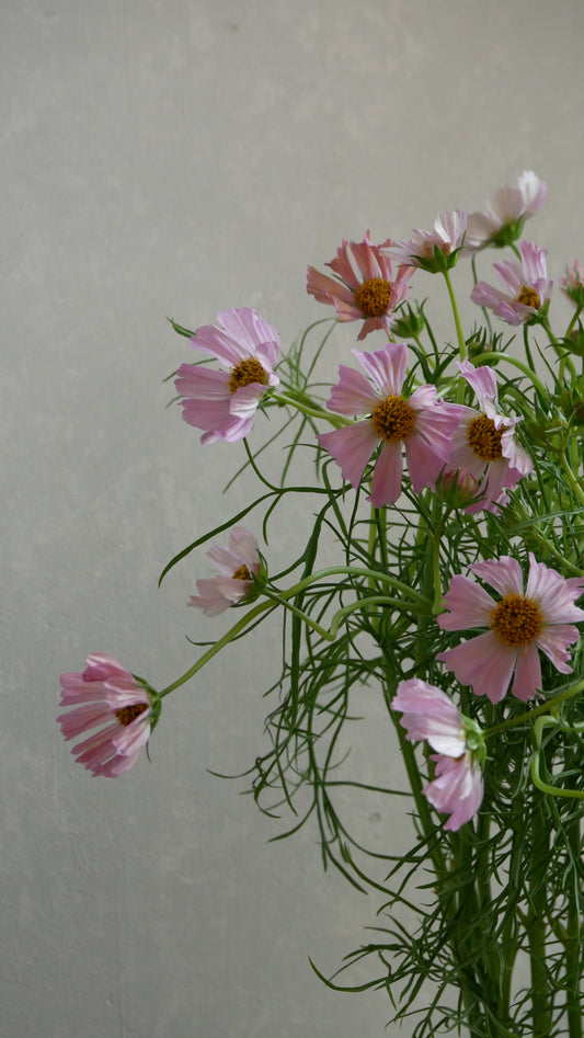 Cosmos Orange Campus (70cm)
