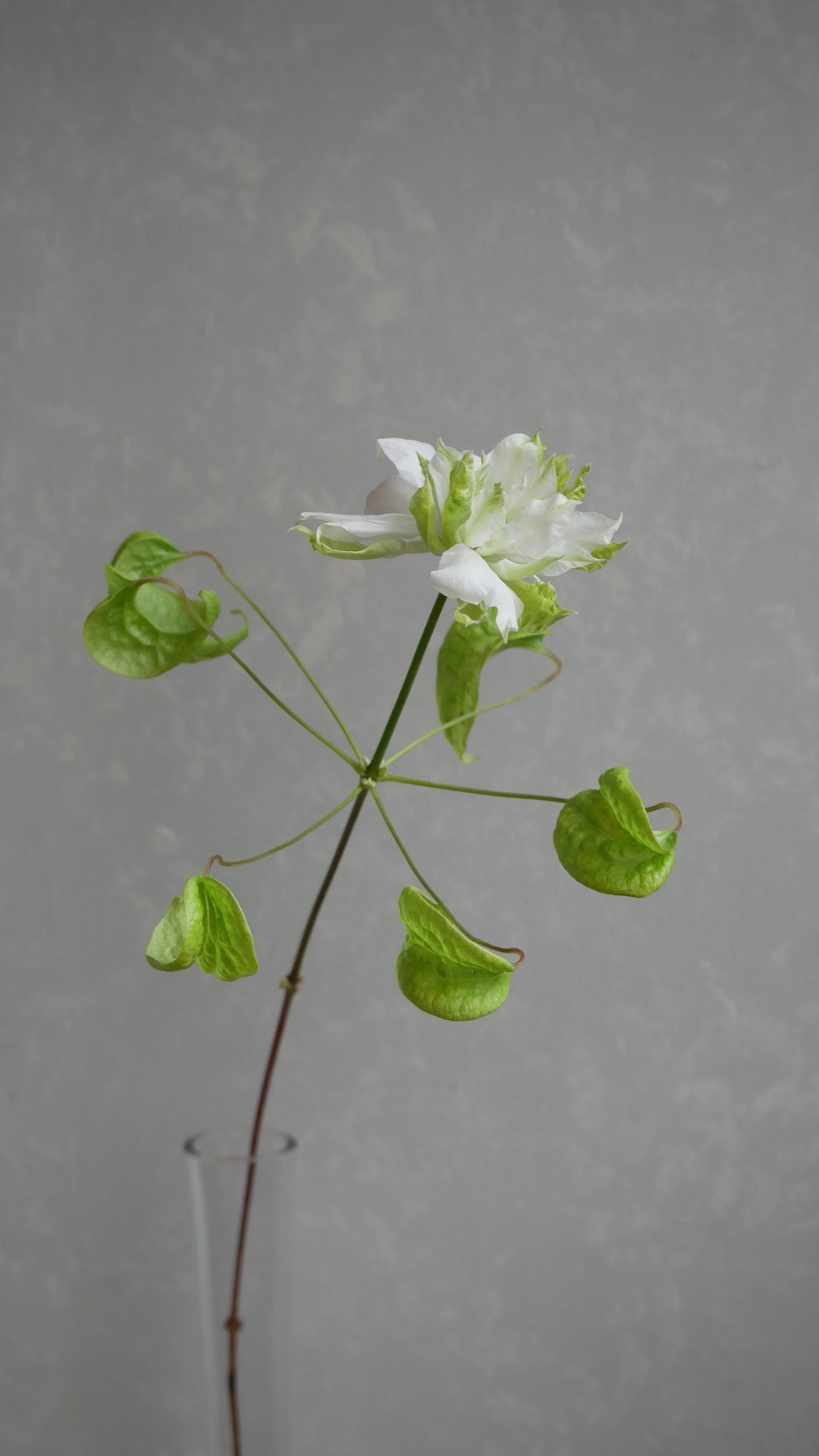 Clematis Florida 千の風 (50cm)