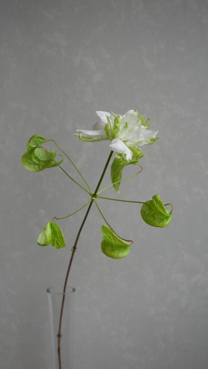 Clematis Florida 千の風 (50cm)