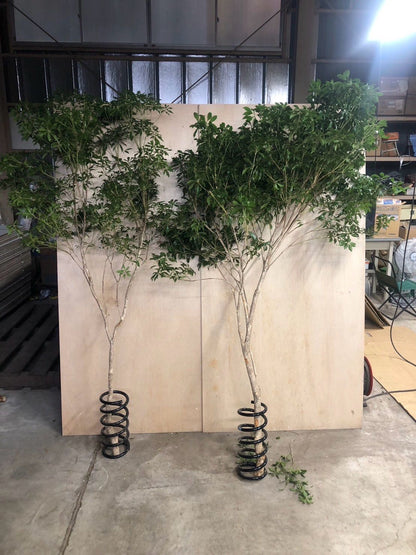 Pieris (200 cm 特)