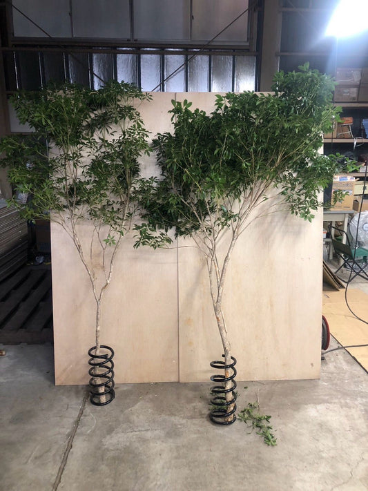 Pieris (200 cm 特)