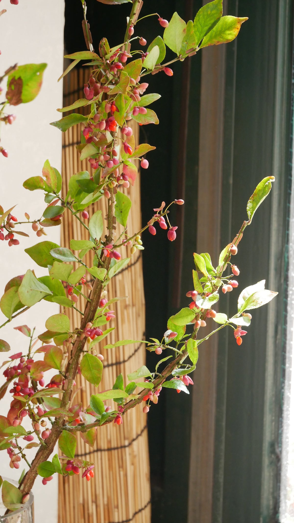 Euonymus alatus 錦木 (Autumn Colour) (120cm)