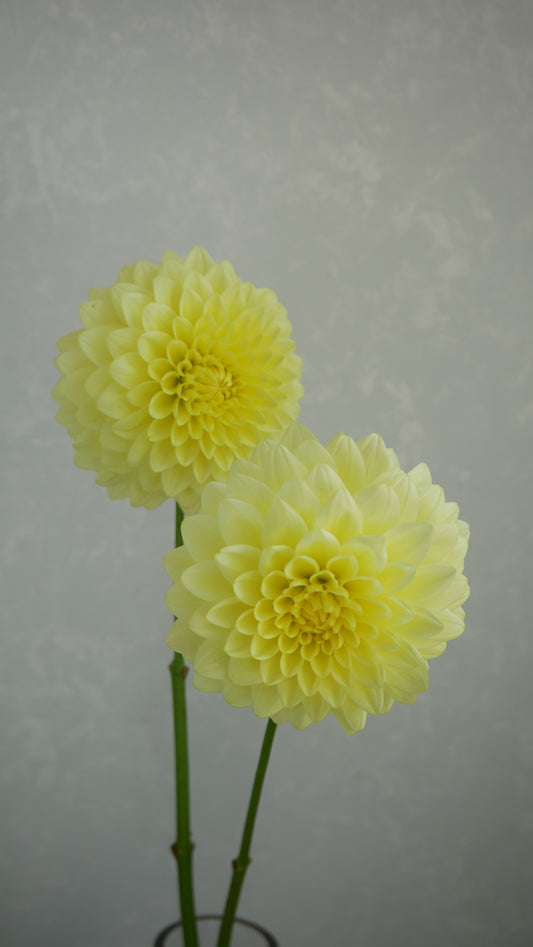 【月見】新入荷!! Dahlia 光の矢 (50cm)