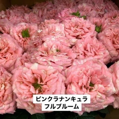Pink Ranuncula