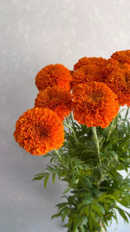 【月見】Marigold Giant Orange (秀 80cm)