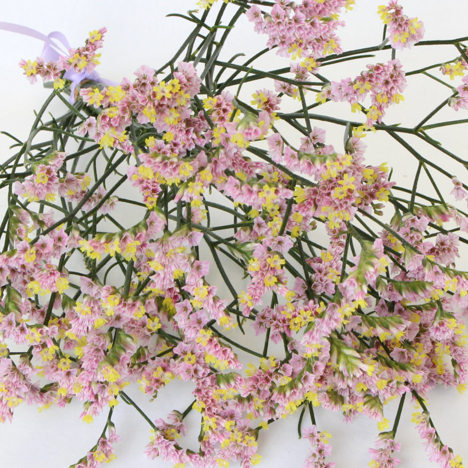 新入荷!! Limonium Maltese Pink (80cm)