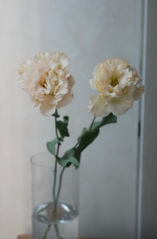【月見】Eustoma NF Mango (1F)