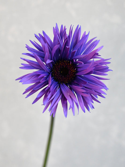 Gerbera Monster Lavender
