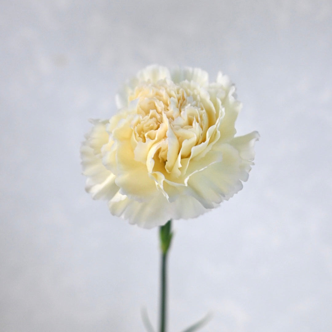 Carnation Pacs