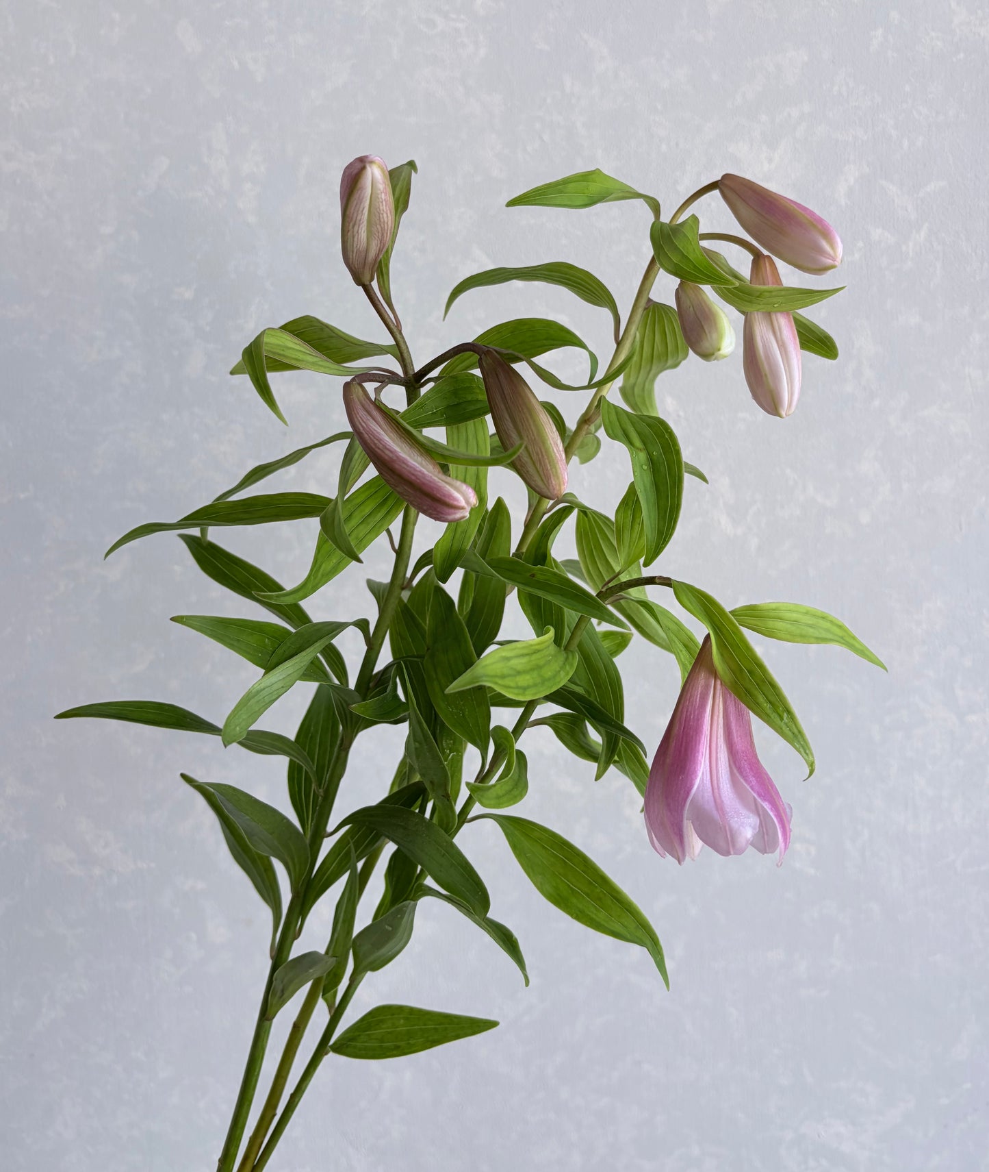 Lilium 乙女百合