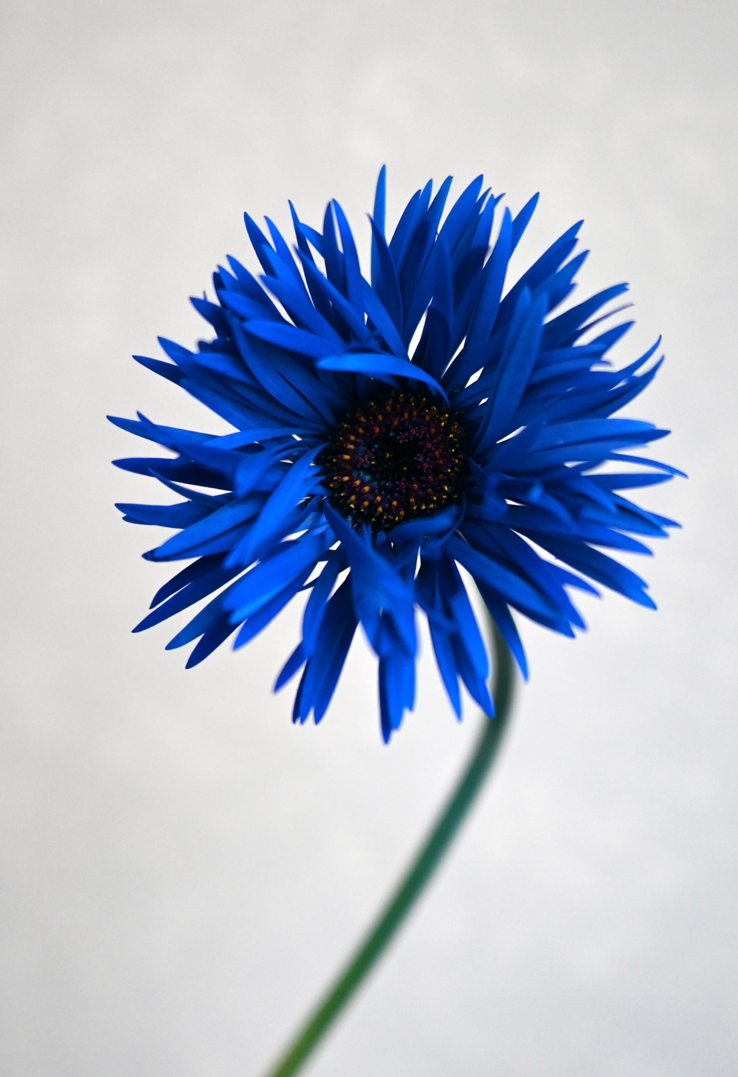 Gerbera Monster Blue