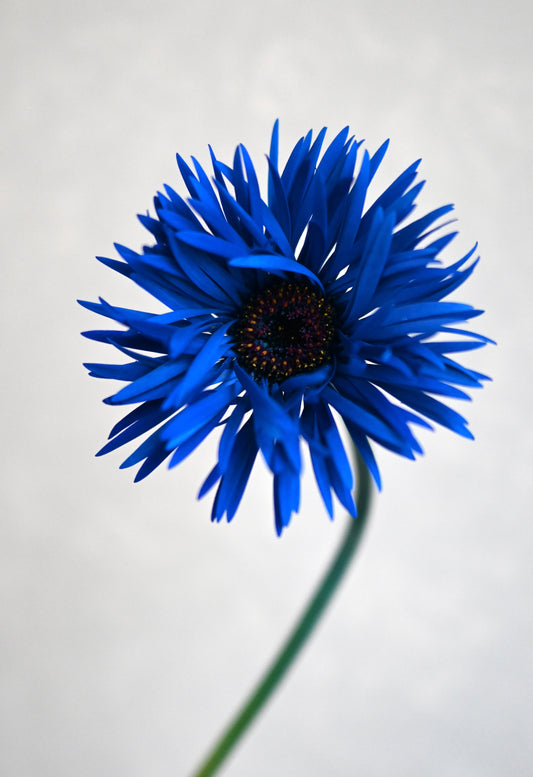 Gerbera Monster Blue