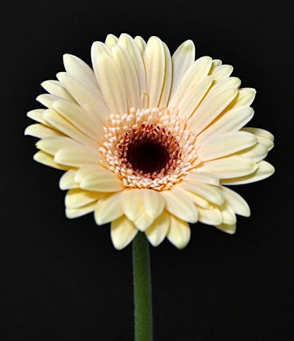 Gerbera Elfy