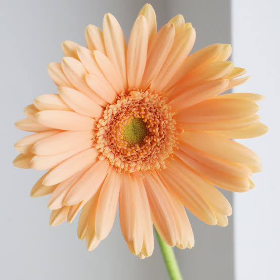Gerbera Minou