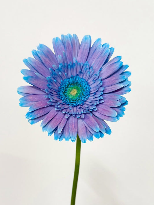 (Clearance Sale) Gerbera Magic Hour (2L)