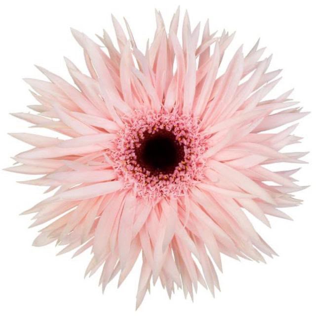 Gerbera Cream Spin (50cm)