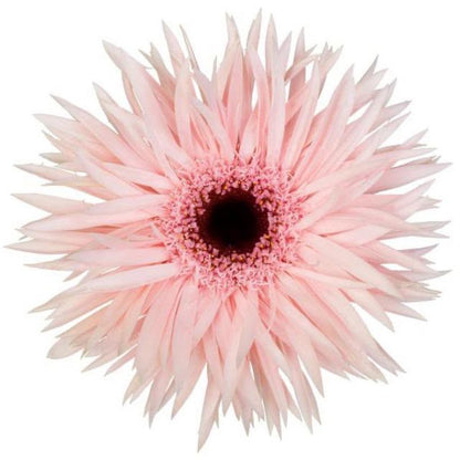 Gerbera Cream Spin (大輪)