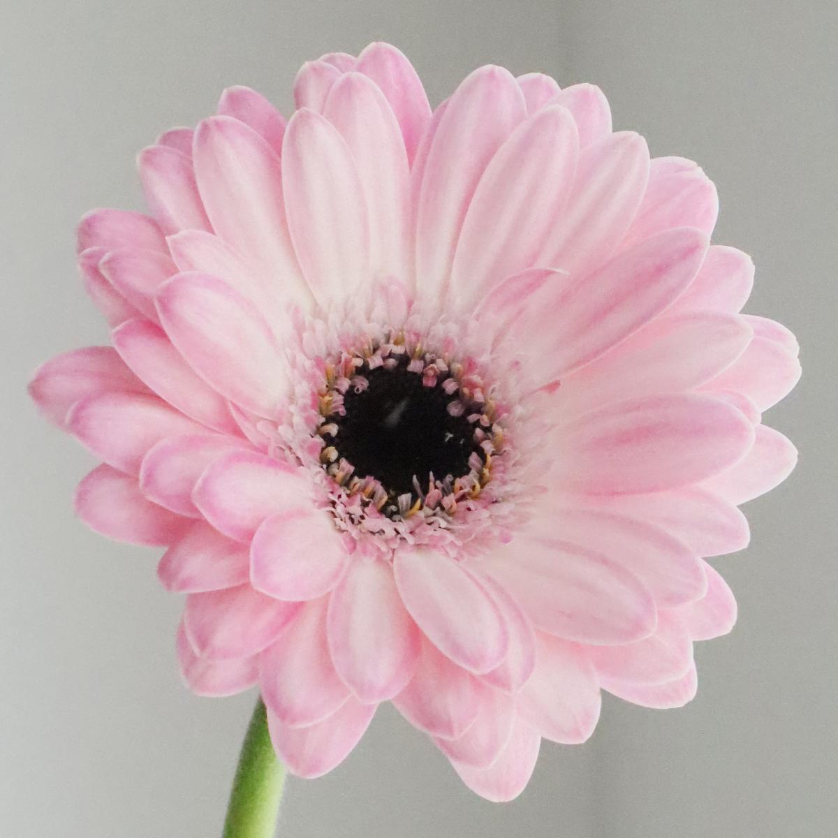 !! Anniversary Promo !! Gerbera Maldini