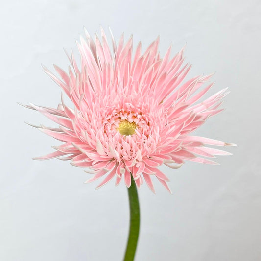 (Clearance Sale) Gerbera Spider Harmony (秀２Ｌ)