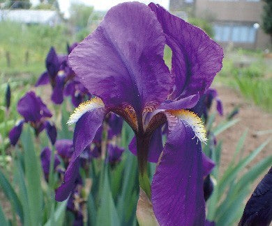 German Iris (70cm Random color)