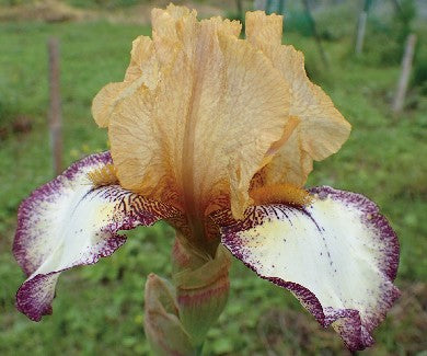 German Iris (70cm Random color)