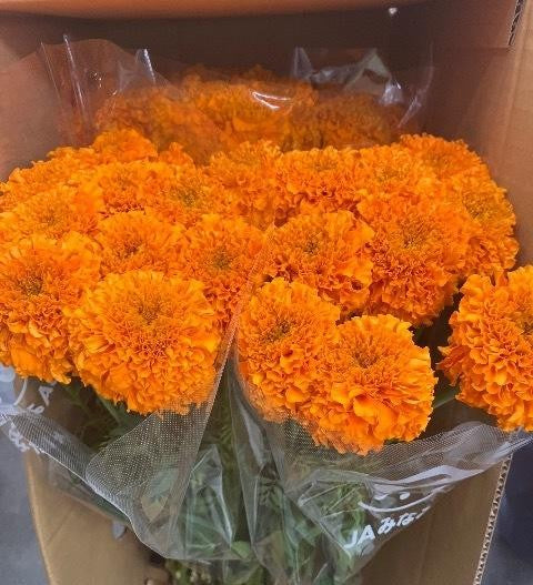 Marigold Giant Orange
