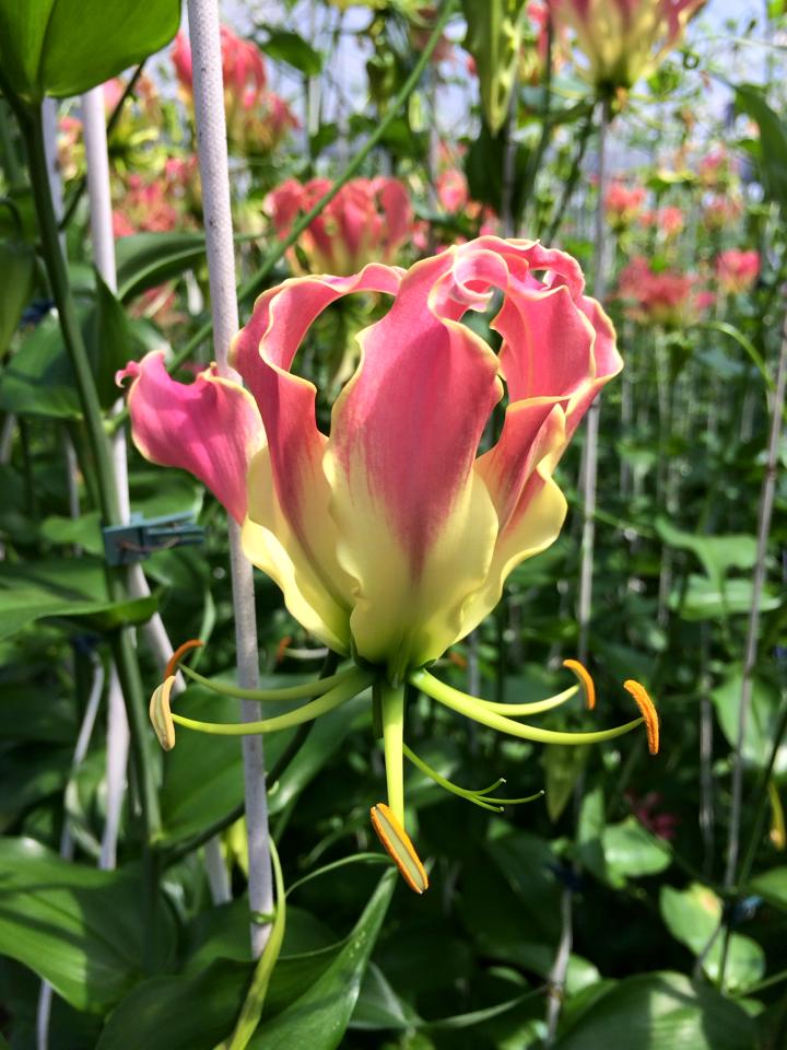 (Clearance Sale) Gloriosa Pink