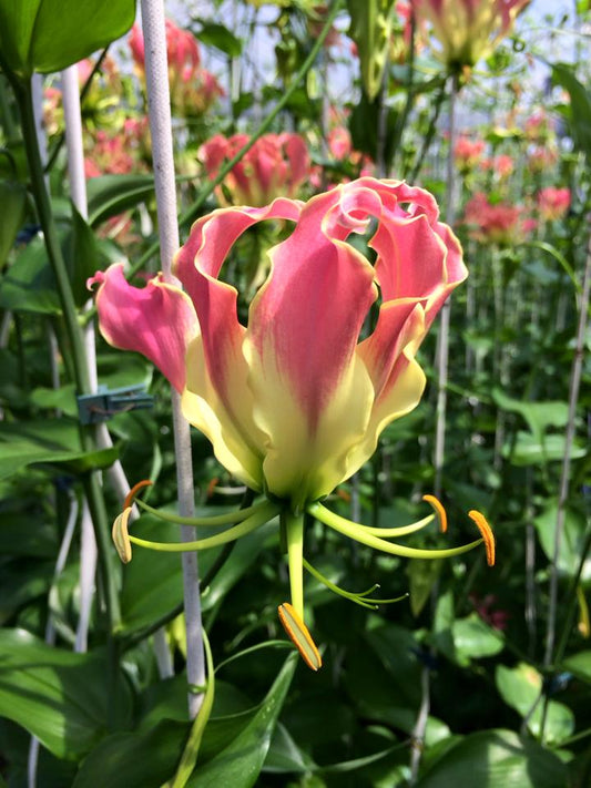 Gloriosa Pink