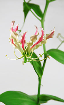 Gloriosa Precious Pearl