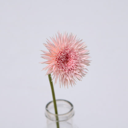 Gerbera Spider Harmony (秀２Ｌ)