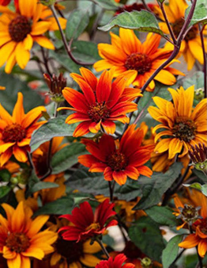 Helianthus Bleeding Hearts
