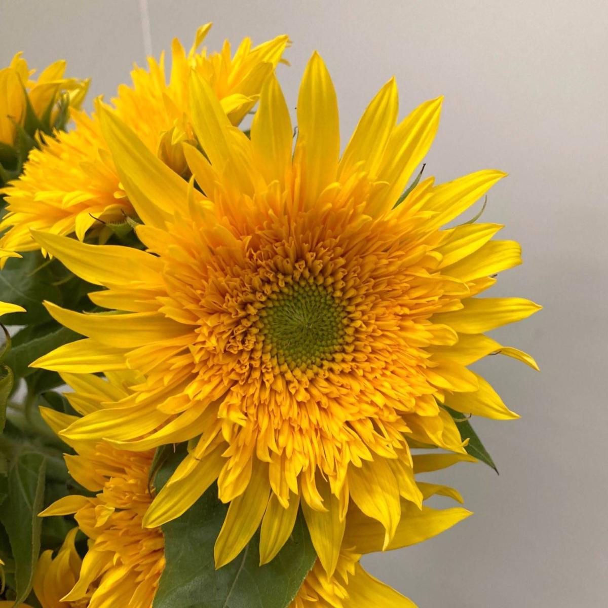 Helianthus Green Burst