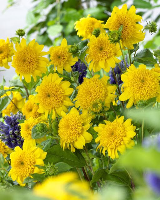 Helianthus Happy Days