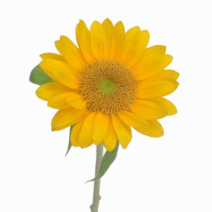 Helianthus Sunrich Fresh Orange (2L)