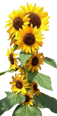 Helianthus Concert Bell (150cm)