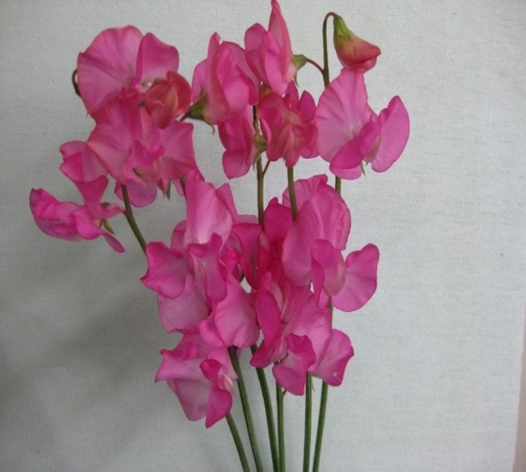 Sweet Pea Hot Pink (MOQ : 50Stems/Bunch) ETA 23 Jan 2025