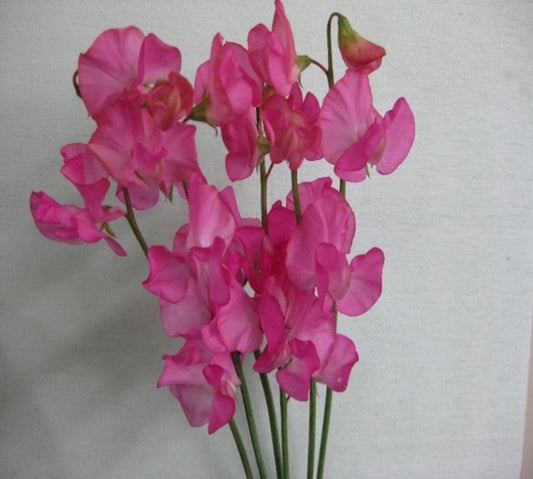 Sweet Pea Hot Pink (MOQ : 50Stems/Bunch) ETA 23 Jan 2025