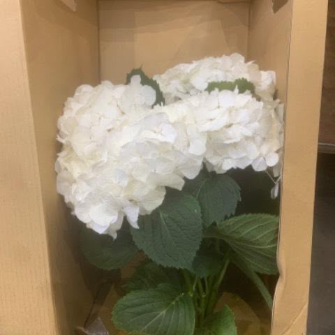 (Clearance Sale) Hydrangea Belarina White (50cm)