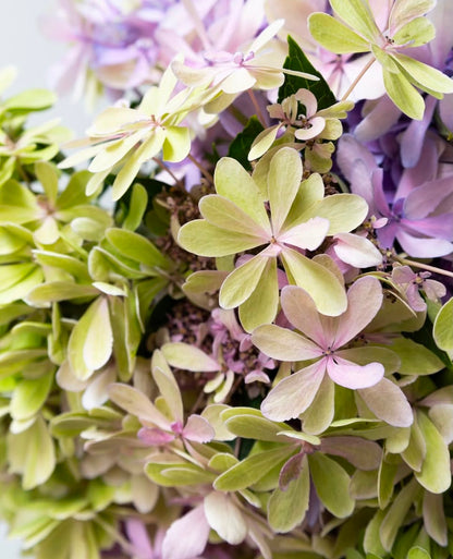 新入荷!! Hydrangea Antique Green