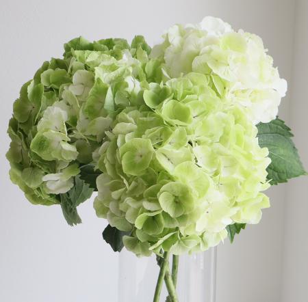 新入荷!! Hydrangea White Berena (20cm)